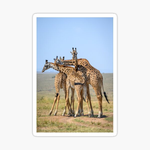 Verwickelte Giraffen Sticker