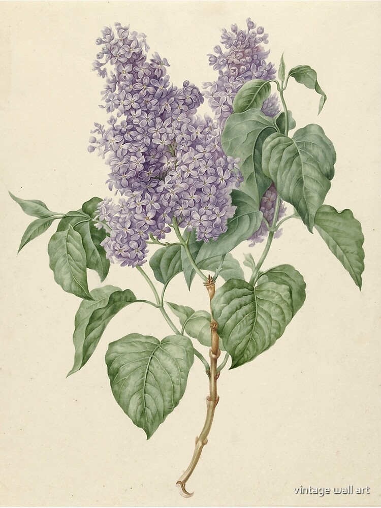 Thumbnail 2 of 2, Greeting Card, Lilac Botanical Print designed and sold by vintage wall art.