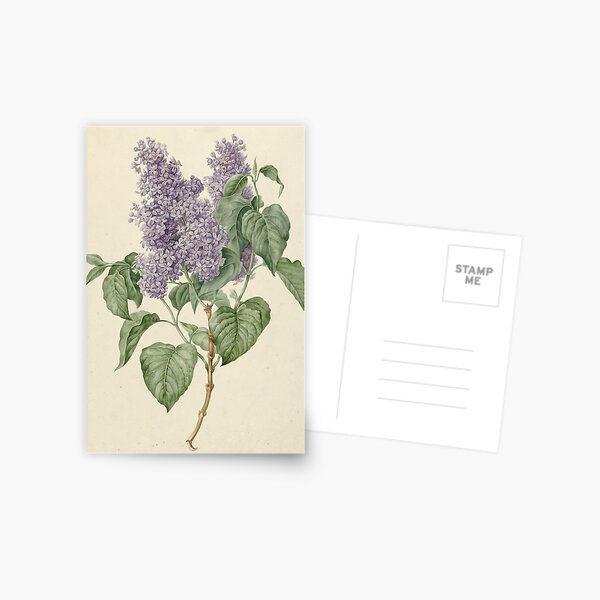 Lilac Botanical Print Postcard