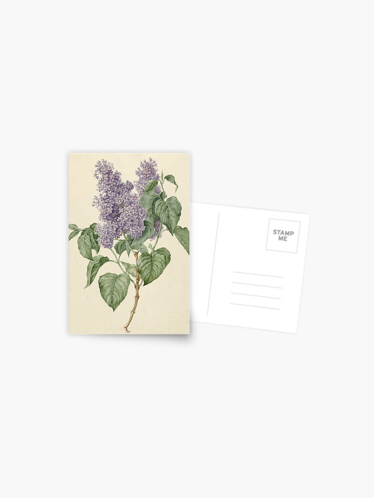 Thumbnail 1 of 2, Postcard, Lilac Botanical Print designed and sold by fineearth.