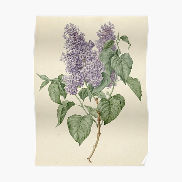 Lilac Botanical Print Poster