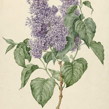 Artwork thumbnail, Lilac Botanical Print by fineearth
