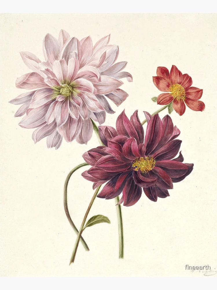 Dahlia Vintage Botanical Print