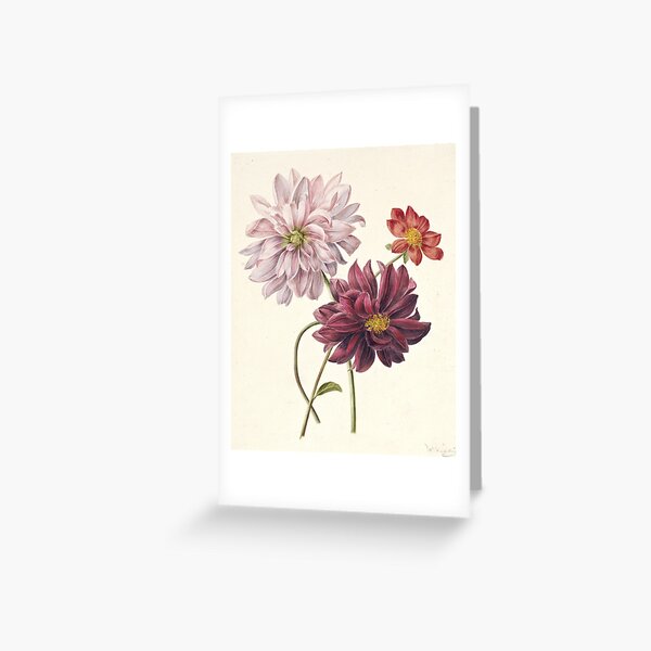 Item preview, Dahlia Vintage Botanical Print designed and sold by Vintage Wall Art.