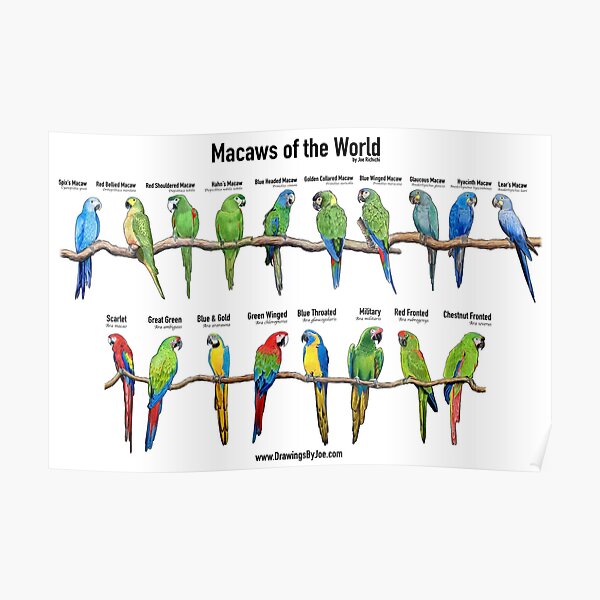 Macaws of the World Poster