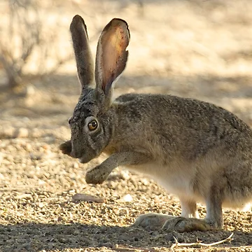 Artwork thumbnail, Watchful Rabbit by Sue  Cullumber
