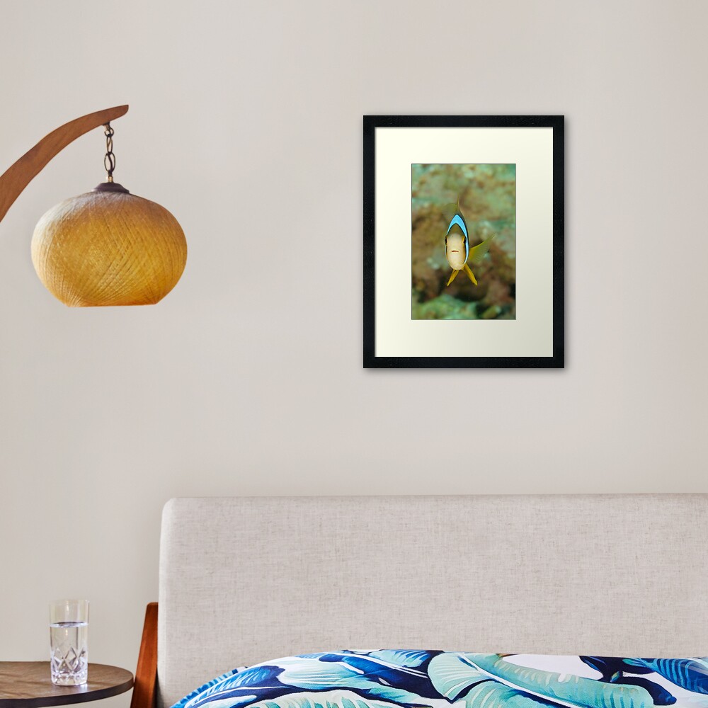Barrier Reef Anemonefish - Amphiprion akindynos Framed Art Print