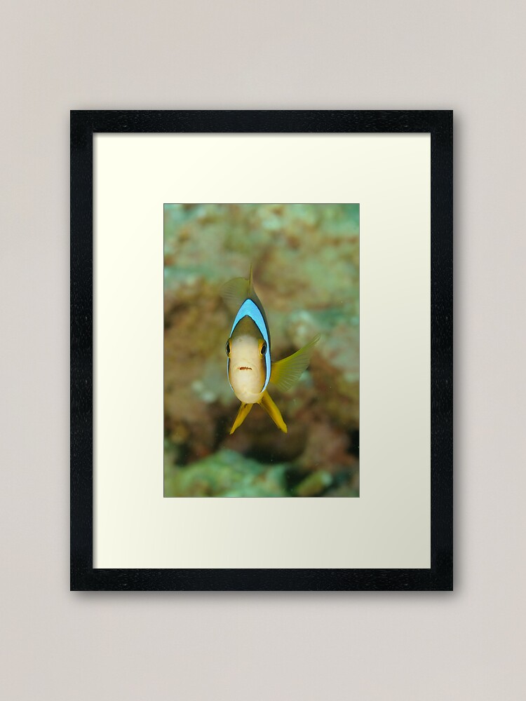 Alternate view of Barrier Reef Anemonefish - Amphiprion akindynos Framed Art Print