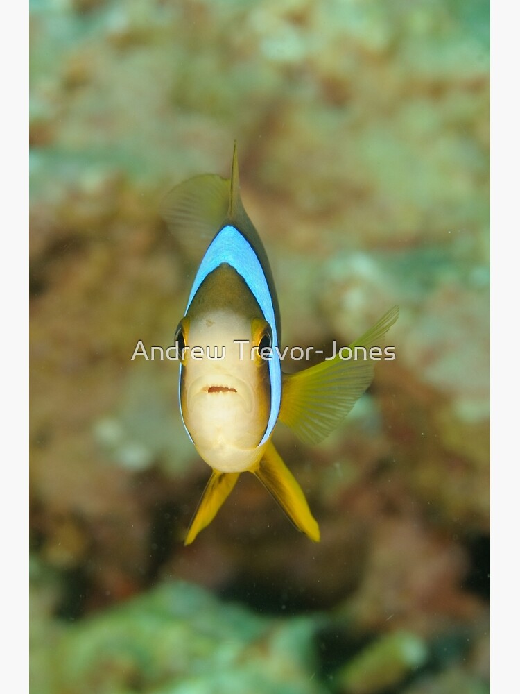 Barrier Reef Anemonefish - Amphiprion akindynos by andrewtj