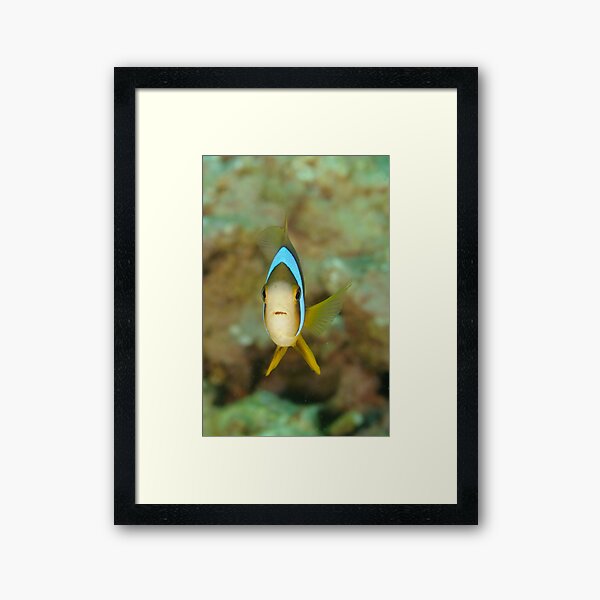 Barrier Reef Anemonefish - Amphiprion akindynos Framed Art Print