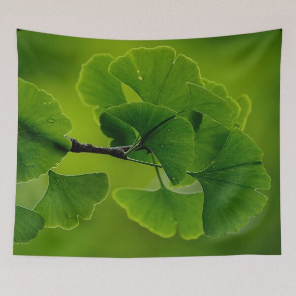 Item preview, Gingko Leaves - Ginkgo Biloba Japan designed and sold by Fruitsome.