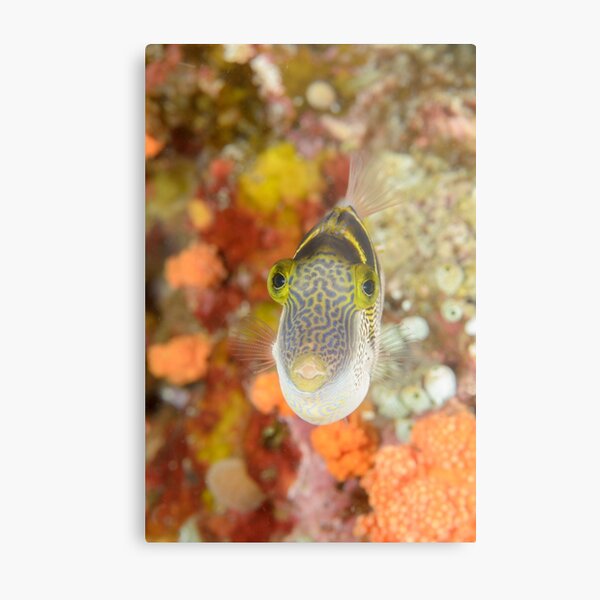 Mimic filefish - Paraluteres prionurus Metal Print