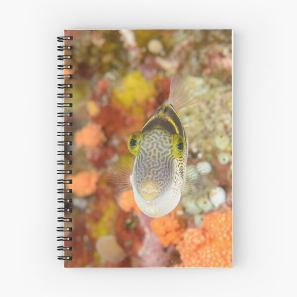 Item preview, Mimic filefish - Paraluteres prionurus designed and sold by Andrew Trevor-Jones.