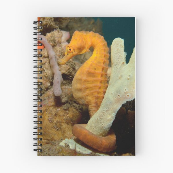 Item preview, Pot-bellied Seahorse - Hippocampus abdominalis designed and sold by Andrew Trevor-Jones.