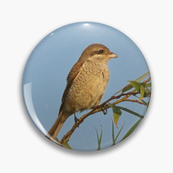 Item preview, Butcher bird designed and sold by Guardi71.