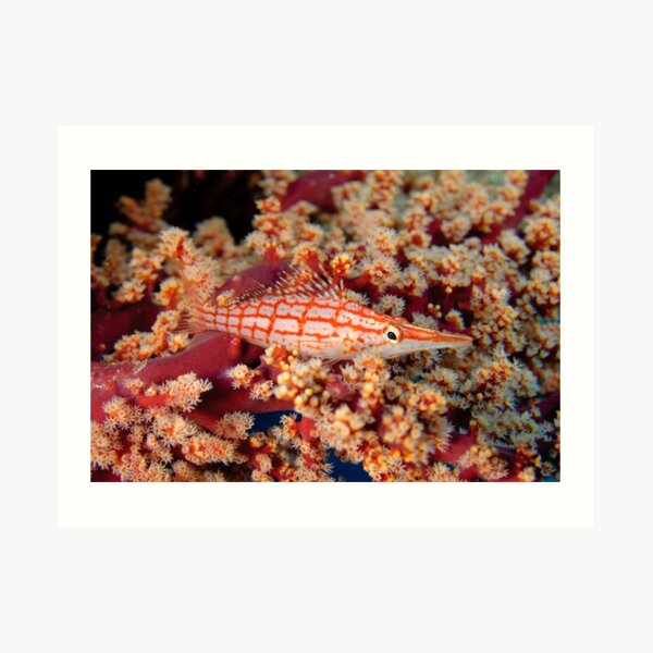 Longnose Hawkfish Art Print