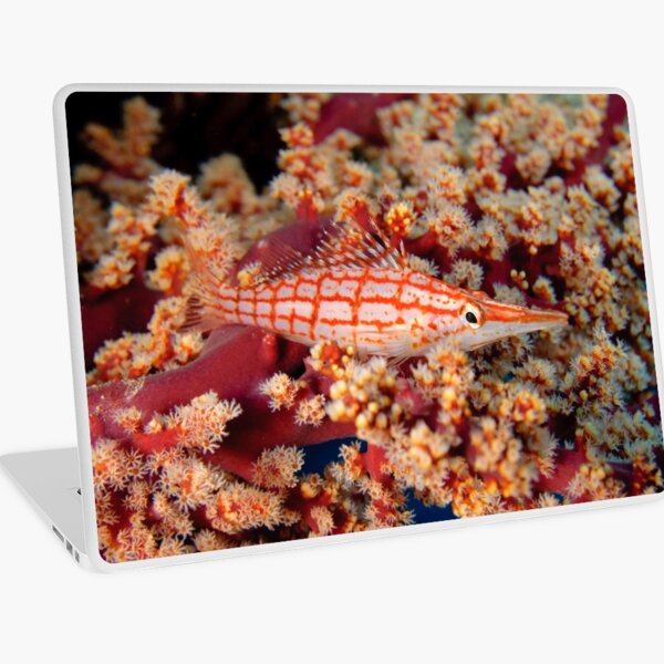 Longnose Hawkfish Laptop Skin