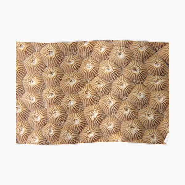 Stony Coral Poster