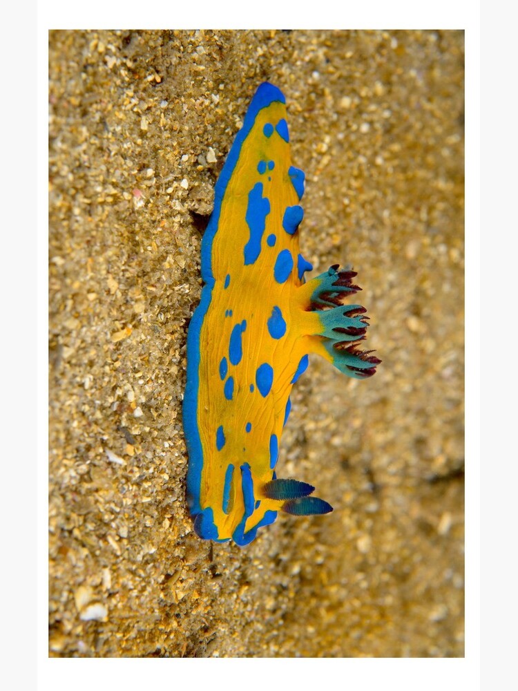 Nudibranch - Tambja verconis by andrewtj