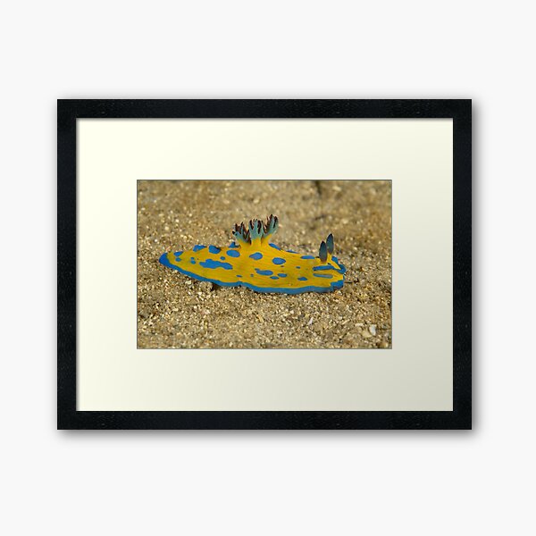 Nudibranch - Tambja verconis Framed Art Print