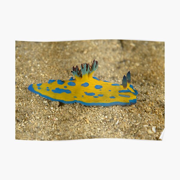 Nudibranch - Tambja verconis Poster