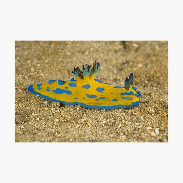 Nudibranch - Tambja verconis Photographic Print