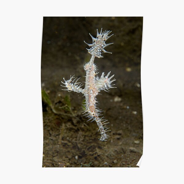 Ornate Ghostpipefish - Solenostomus paradoxus Poster
