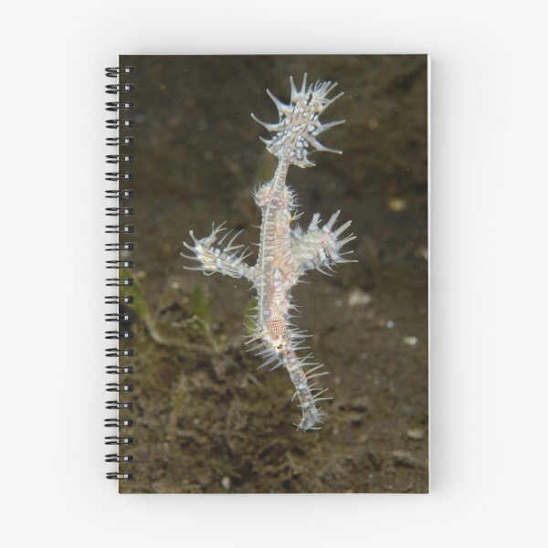 Item preview, Ornate Ghostpipefish - Solenostomus paradoxus designed and sold by Andrew Trevor-Jones.
