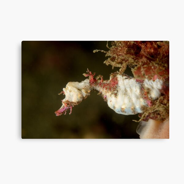 Sydney Pygmy Pipehorse - Idiotropiscis lumnitzeri Canvas Print