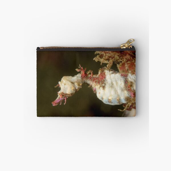 Item preview, Sydney Pygmy Pipehorse - Idiotropiscis lumnitzeri designed and sold by Andrew Trevor-Jones.