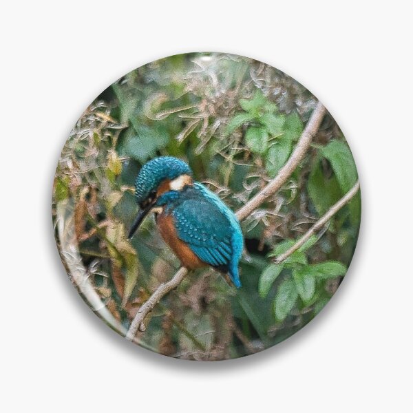 Item preview, Kingfisher looking for a meal, a study in concentration. designed and sold by RobinDHunter.