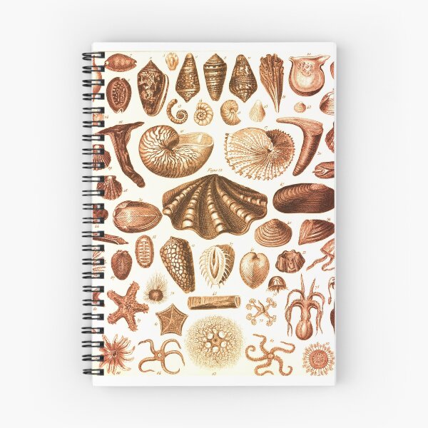 Item preview, Shells and Starfish Study designed and sold by KrossKiwi.