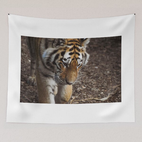 Item preview, Beautiful young Amur tiger designed and sold by cdkphotos.