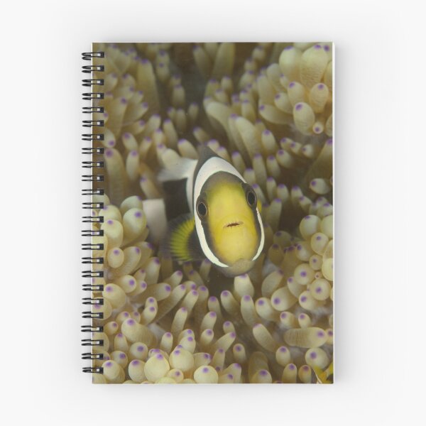 Item preview, Clark's Anemonefish - Amphiprion clarkii designed and sold by Andrew Trevor-Jones.