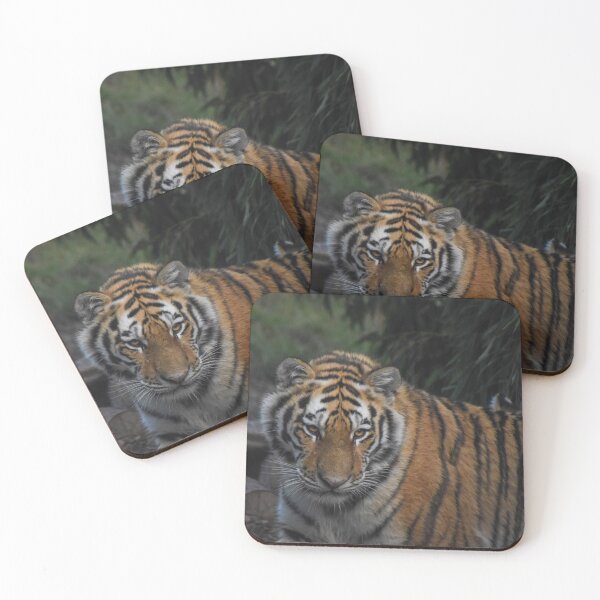 Item preview, Amur tiger designed and sold by cdkphotos.