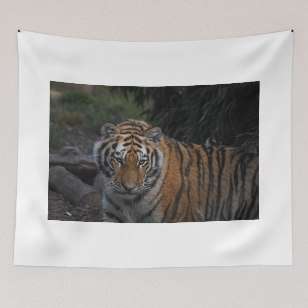 Item preview, Amur tiger designed and sold by cdkphotos.
