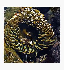 Anemone Photographic Print