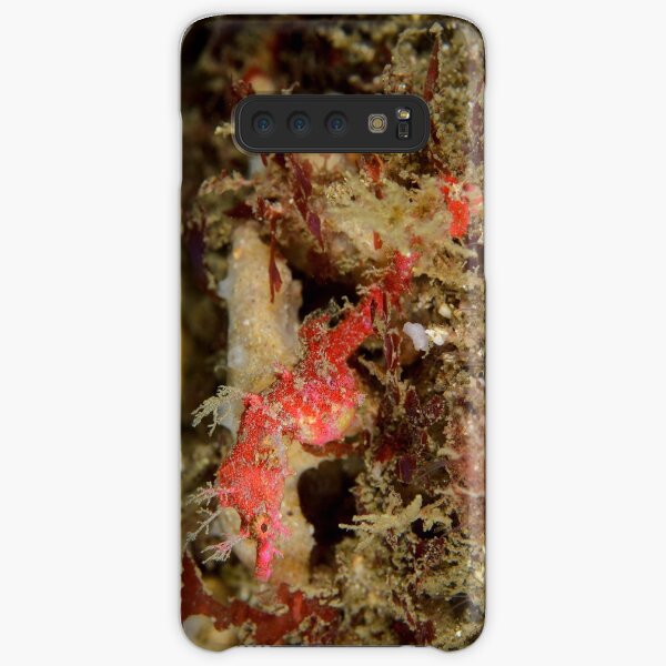 Sydney Pygmy Pipehorse - Idiotropiscis lumnitzeri Samsung Galaxy Snap Case