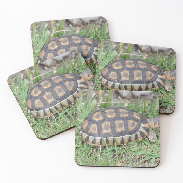 Item preview, Nice Trionychid turtle. designed and sold by Lan thi Nguyen.