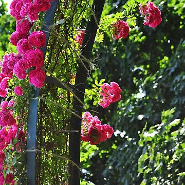 Artwork thumbnail, Spring Roses by midsama