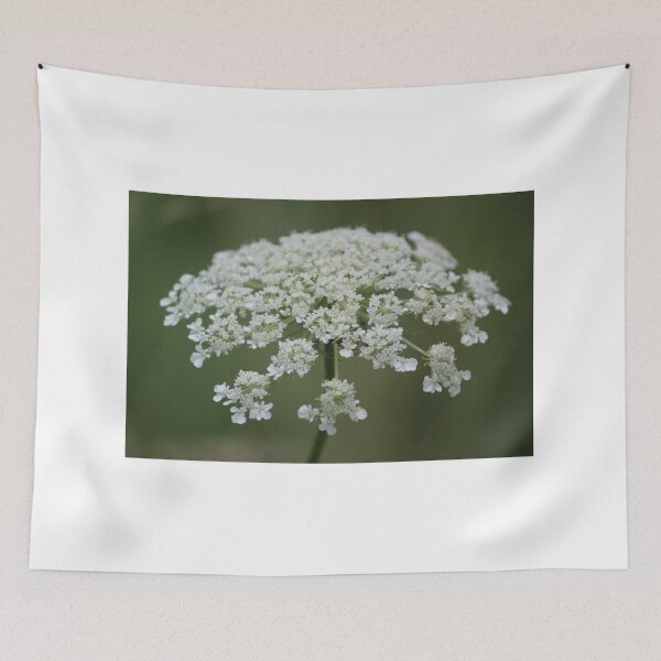 Item preview, Queen Anne's Lace designed and sold by LisaNaturePhoto.