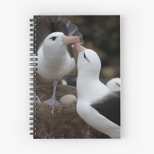 Item preview, Lovely kissing couple albatross. designed and sold by Lan thi Nguyen.