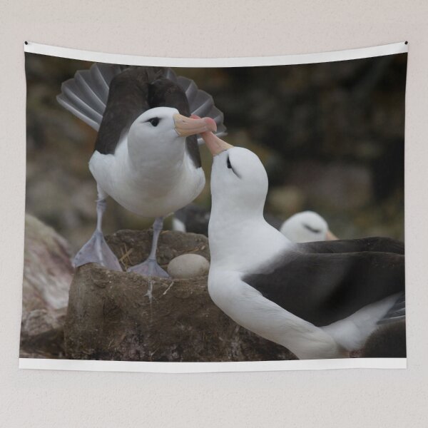 Item preview, Lovely kissing couple albatross. designed and sold by Lan thi Nguyen.