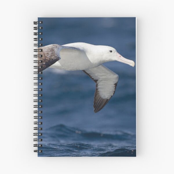Item preview, Beautiful albatross flying.  designed and sold by Lan thi Nguyen.