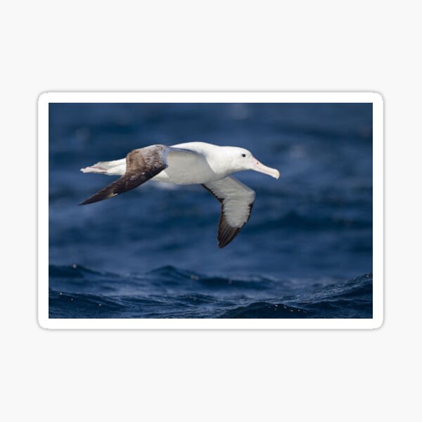 Item preview, Beautiful albatross flying.  designed and sold by Lan thi Nguyen.