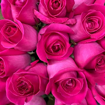 Artwork thumbnail, Pink Roses by Jason Tompkins