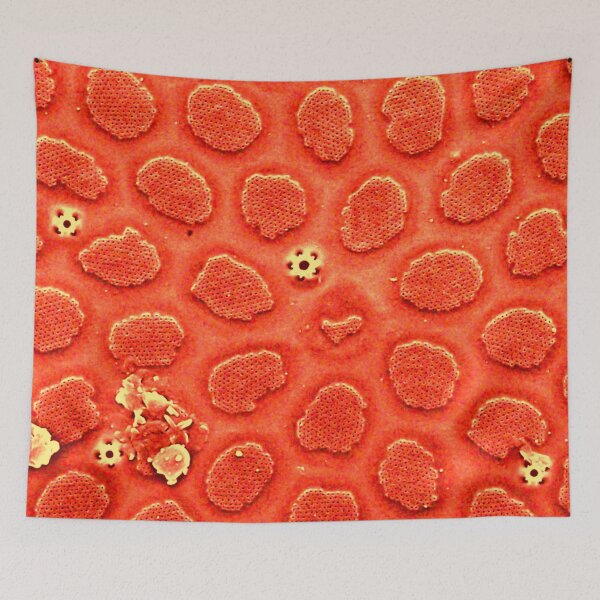 Item preview, Diatom - Thalassiosira in SEM (cribra, orange) designed and sold by DiatomsATTACK.