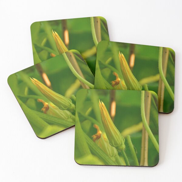 Item preview, Zucchini flower in the urban garden designed and sold by wineandwords.