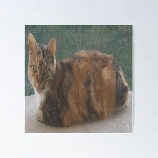 Item preview, Domestic cat designed and sold by IVEKDESIGN.