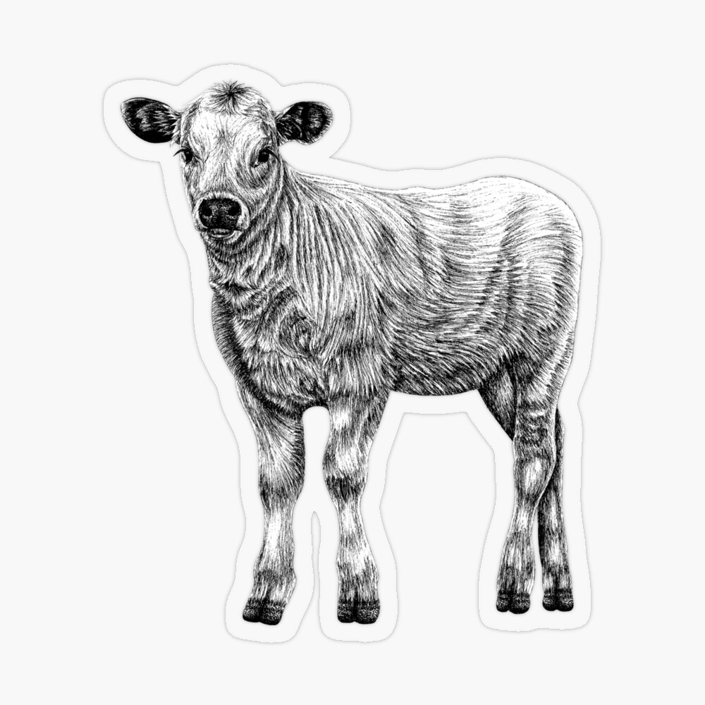 Highland Calf Drawing by Pencil Paws - Pixels